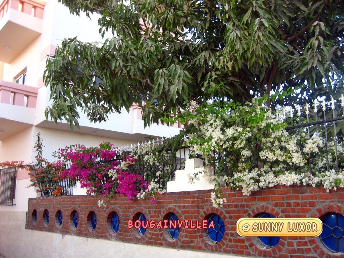 Sunny Luxor Apartment Exterior photo